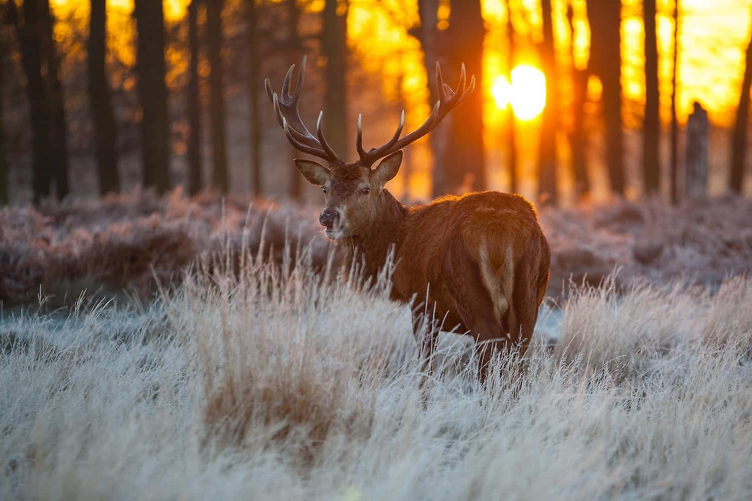 Majestic Stag Sunset Glow Wallpaper