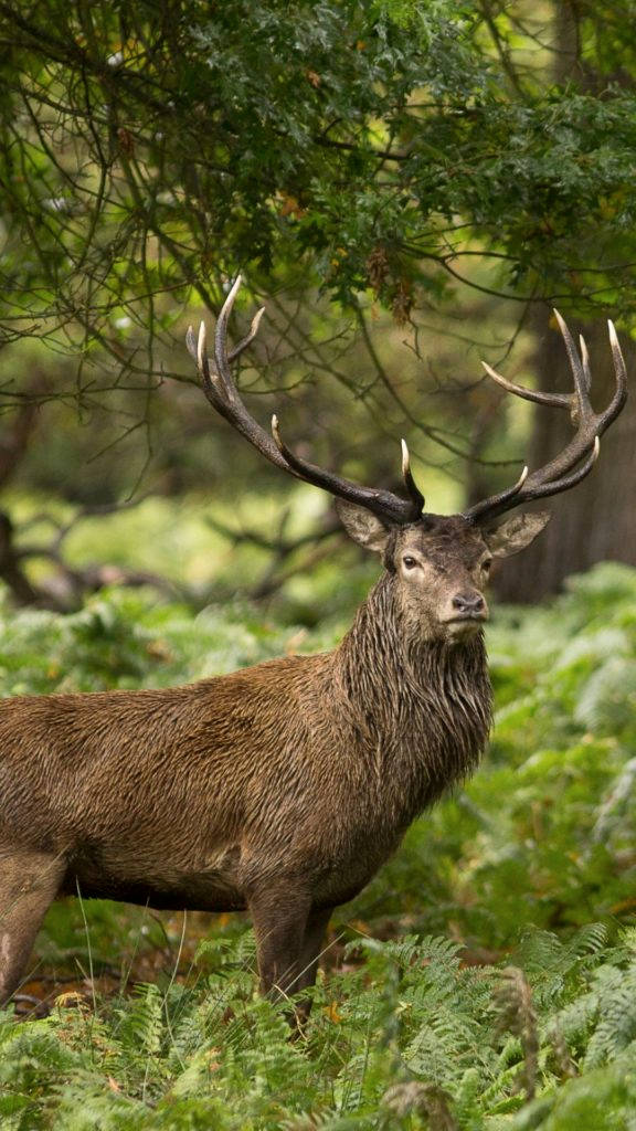 Download Majestic Stag Wild Animal Wallpaper 
