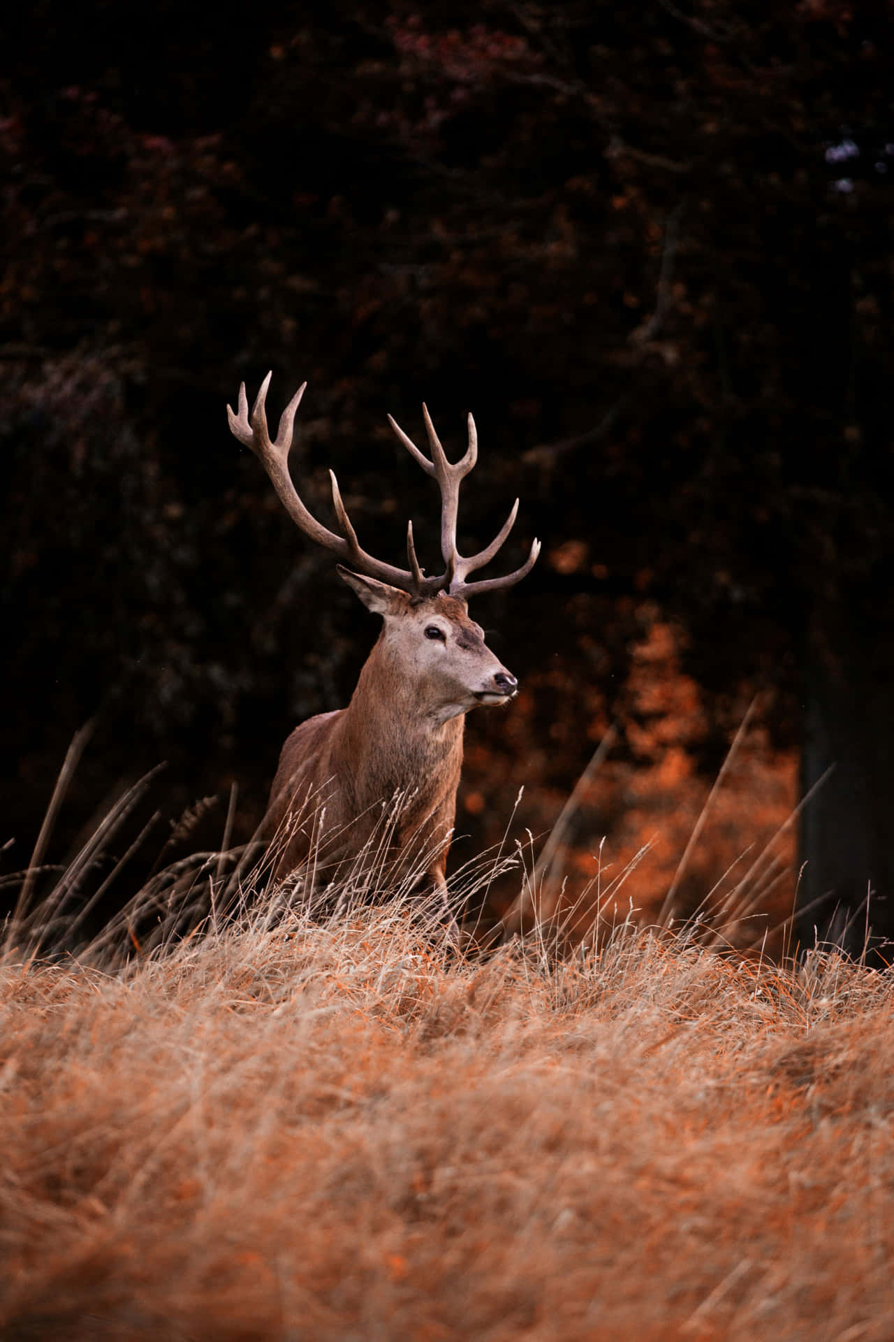 Majestic Stagin Autumn Forest.jpg Wallpaper