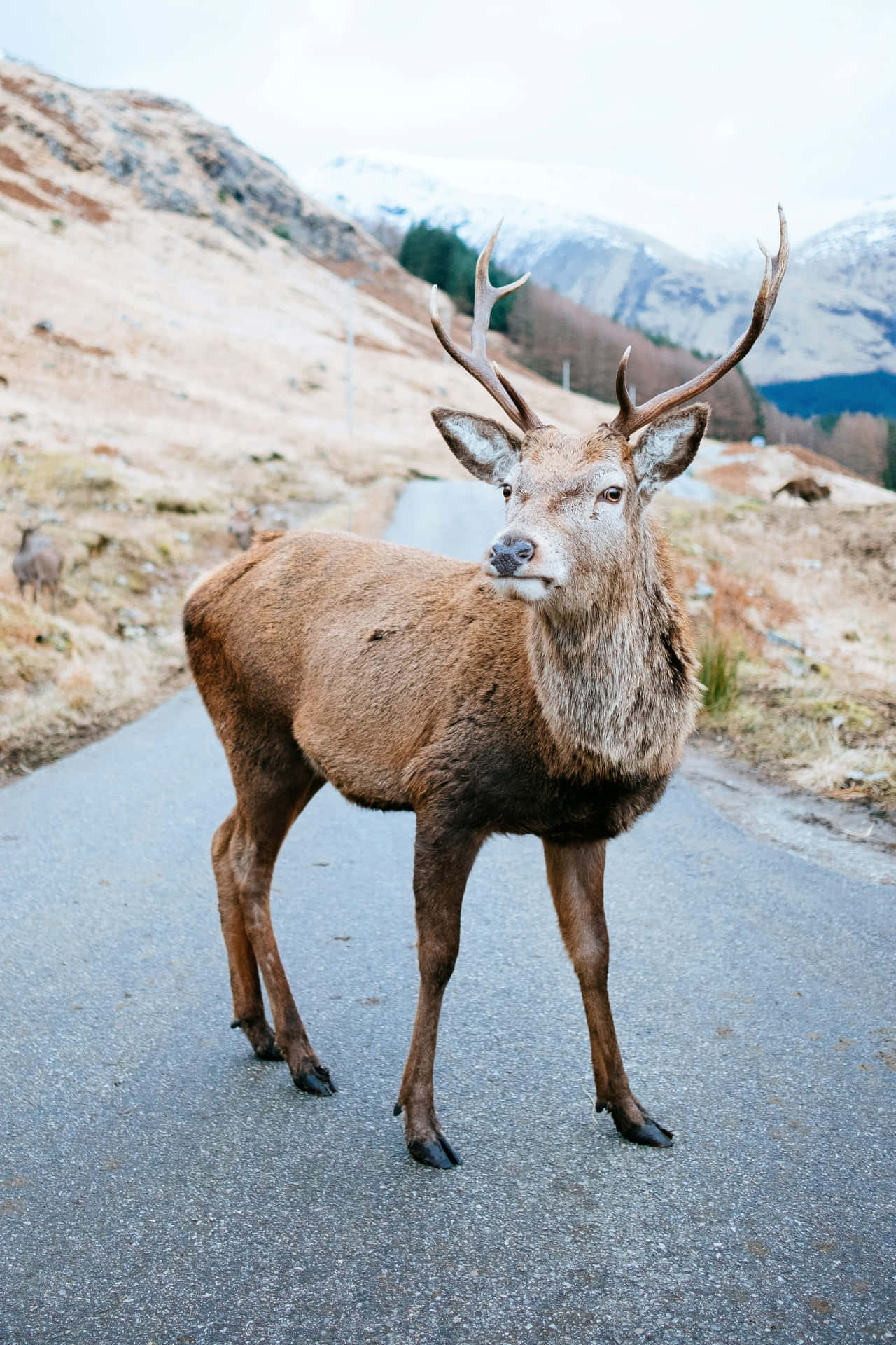 Majestic Stagin Highland Roadway.jpg Wallpaper