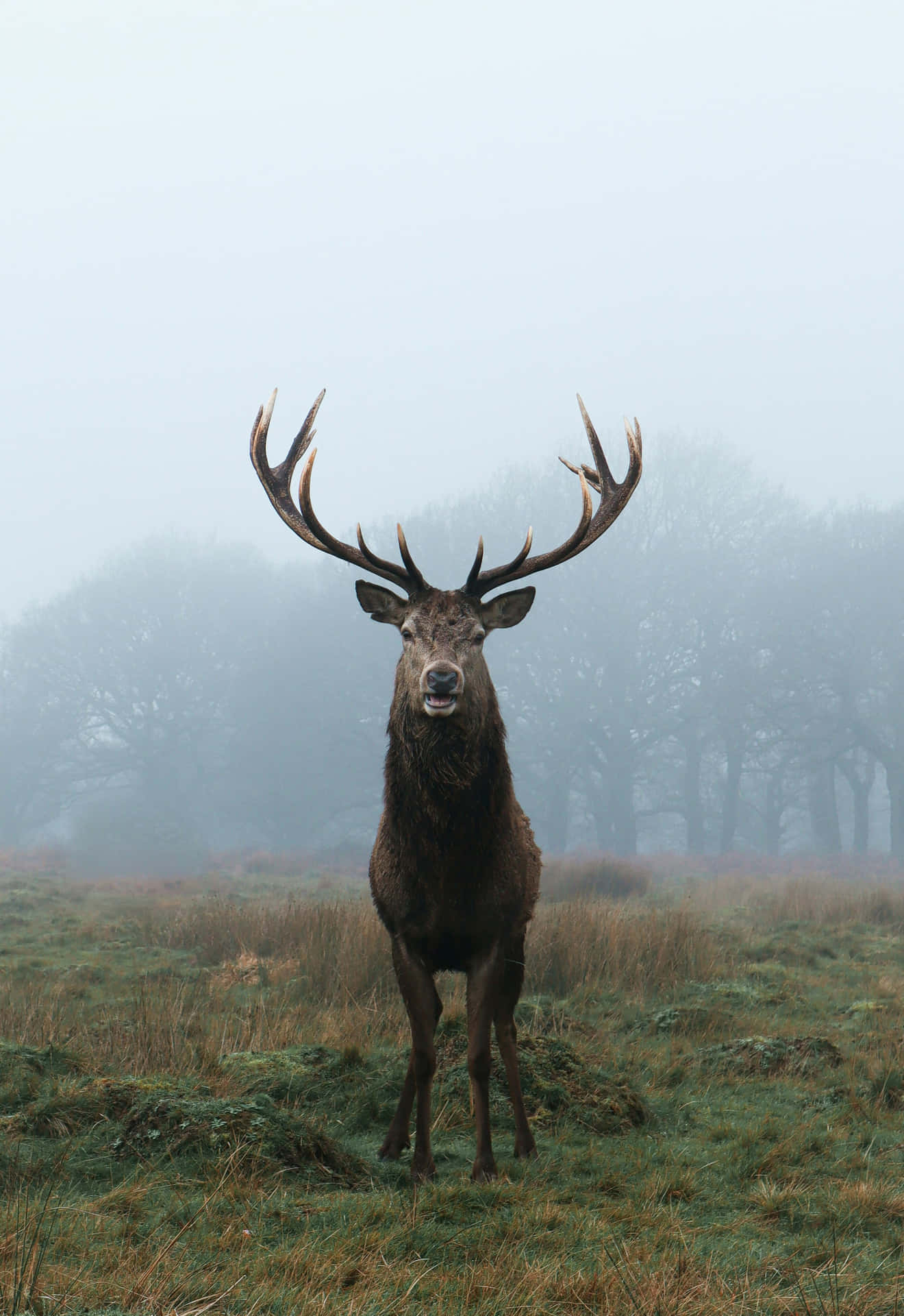 Majestic Stagin Misty Forest Wallpaper