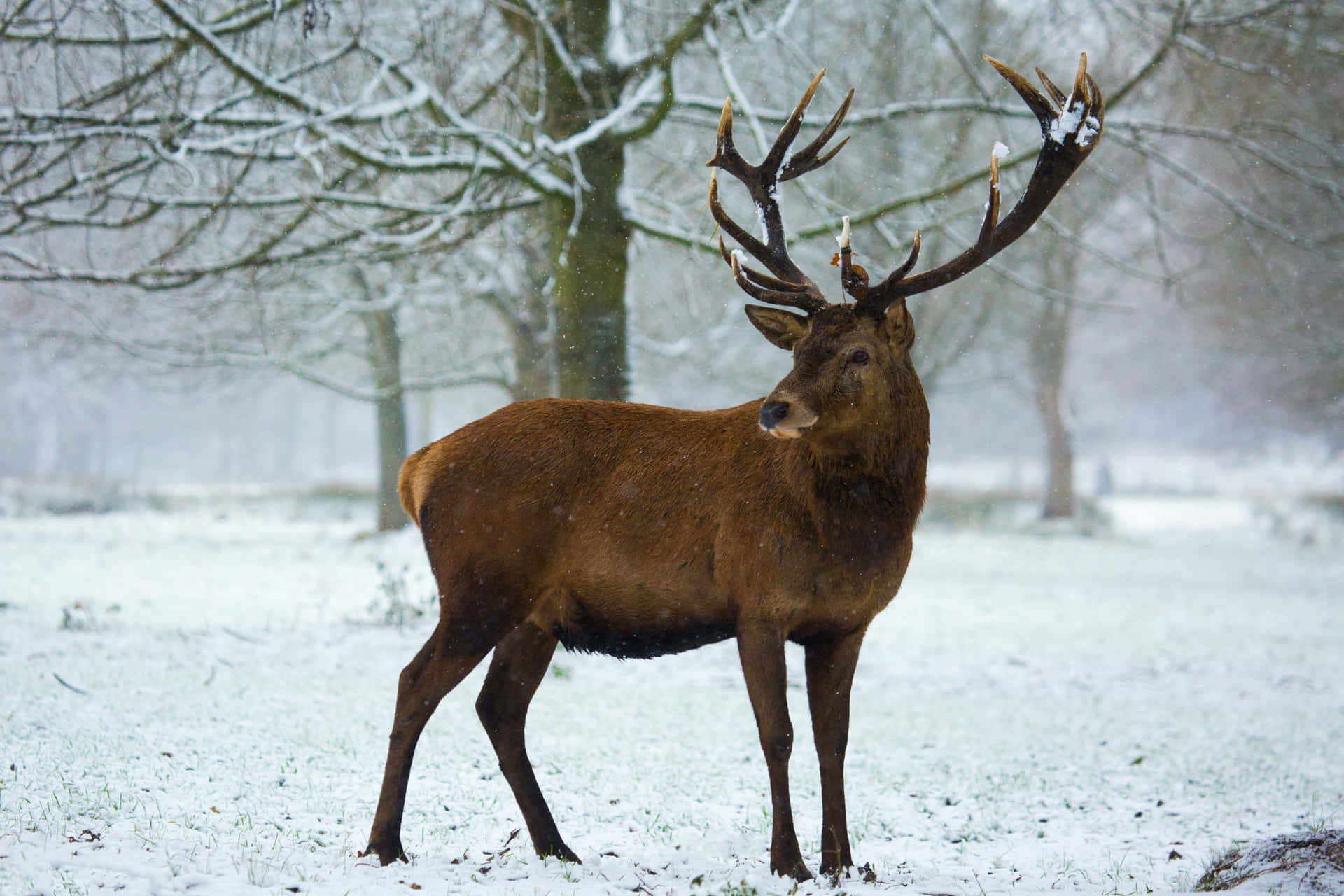 Majestic Stagin Snowy Park.jpg Wallpaper