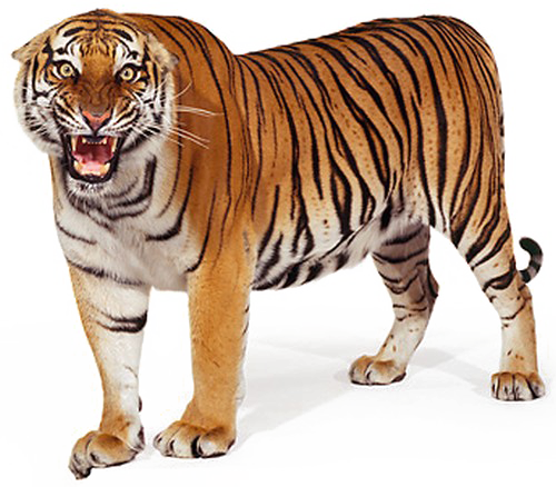 Majestic Standing Tiger PNG