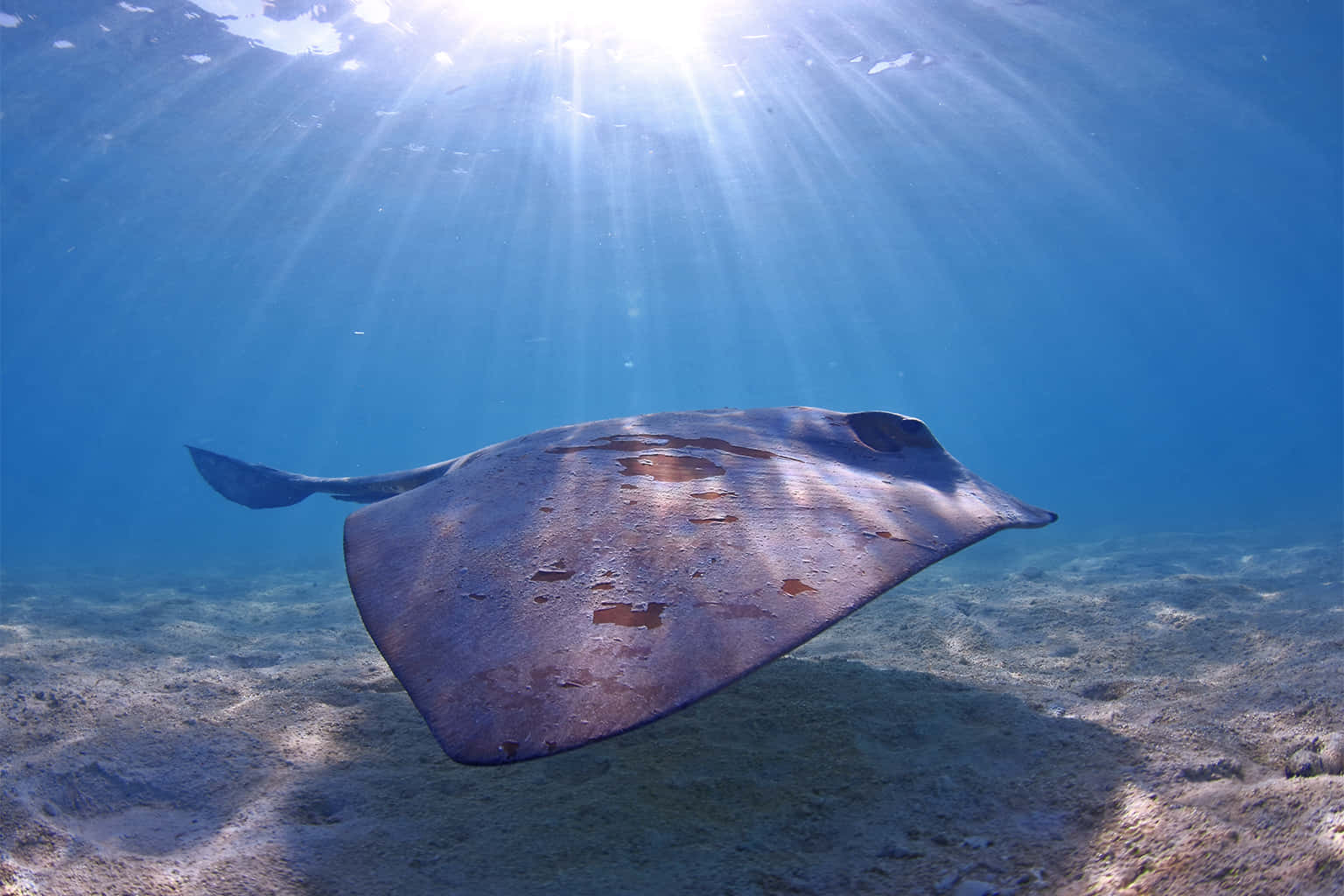 Majestic Stingray Glides Through Clear Ocean. Wallpaper