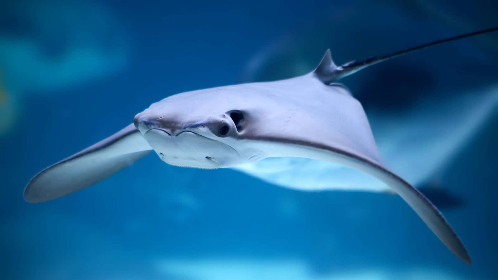 Majestic Stingray Gliding In Clear Blue Water Wallpaper