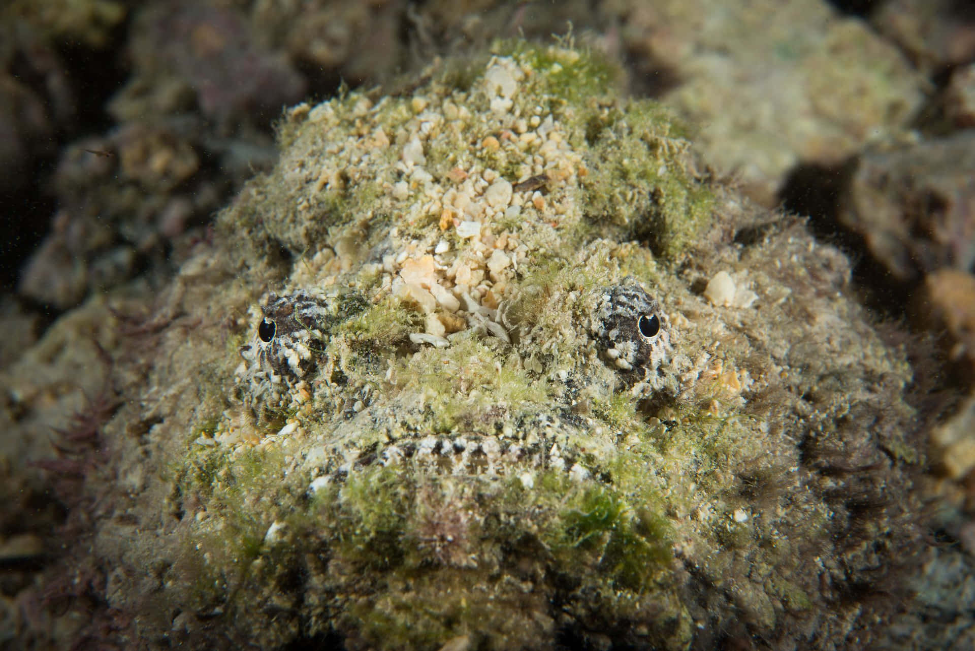 Majestic Stonefish Camouflaging In Ocean Depths Wallpaper