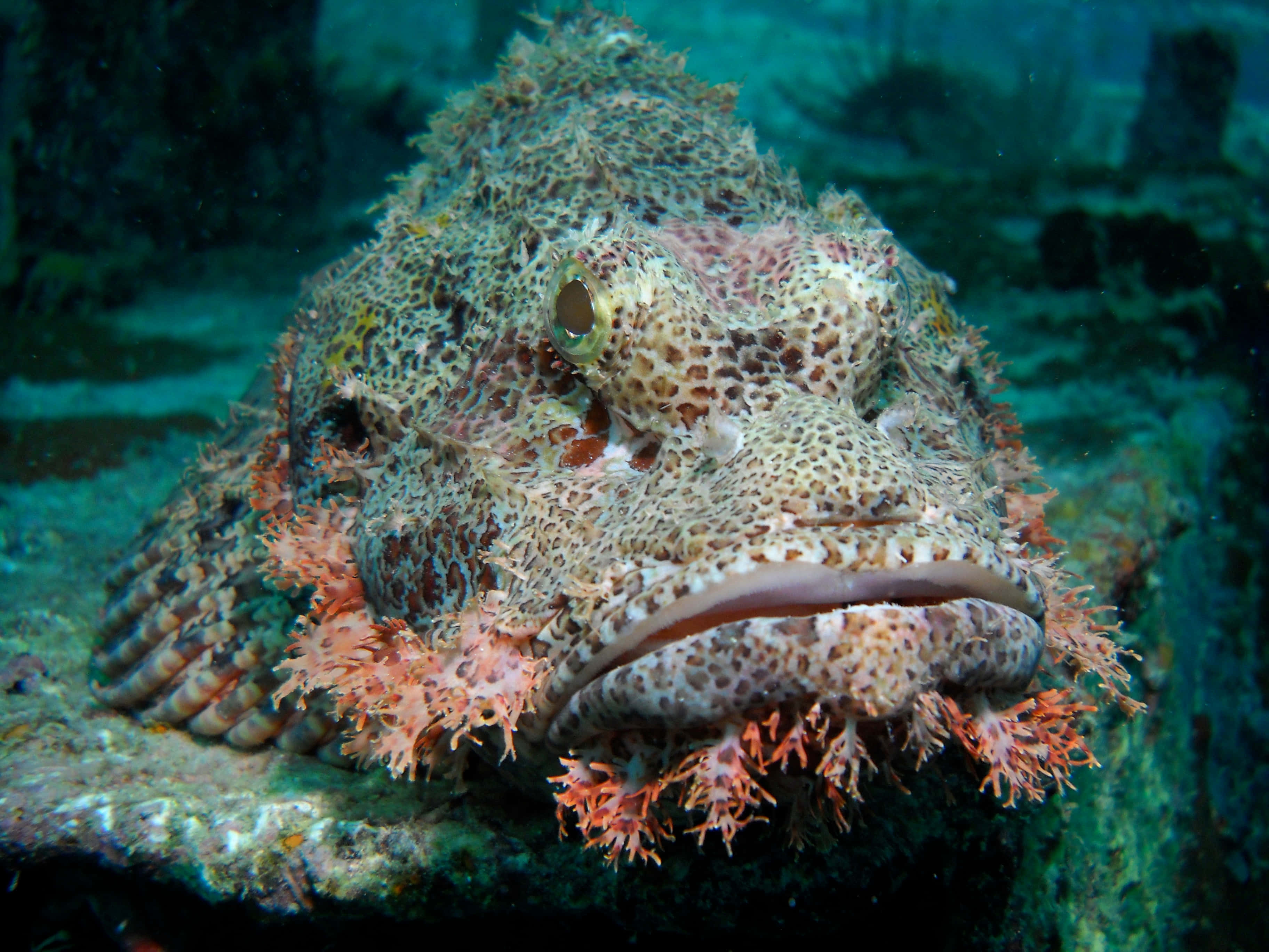 Download Majestic Stonefish Lurking In The Depths Wallpaper ...