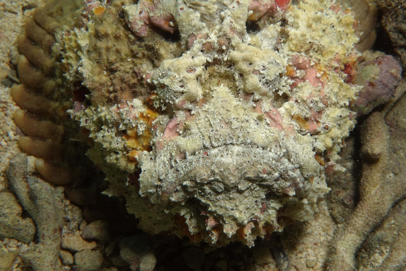 Majestic Stonefish Resting On Ocean Bed Wallpaper