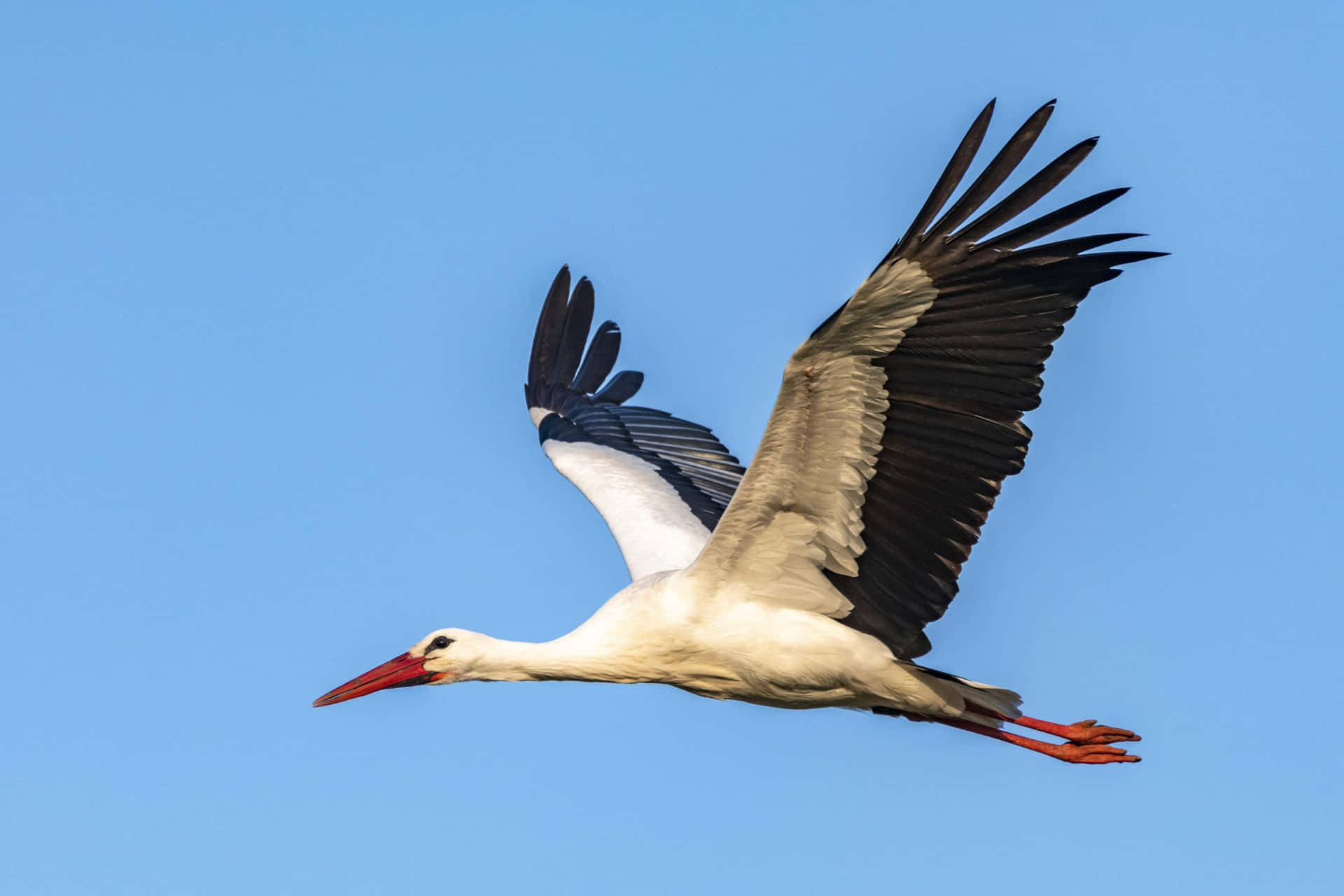 Majestic Stork In Flight Wallpaper