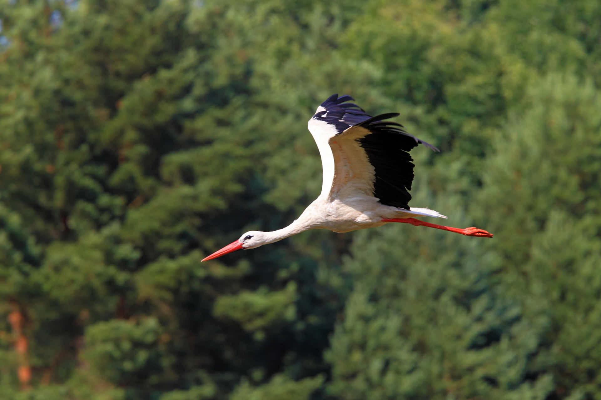Majestic Stork In Flight.jpg Wallpaper