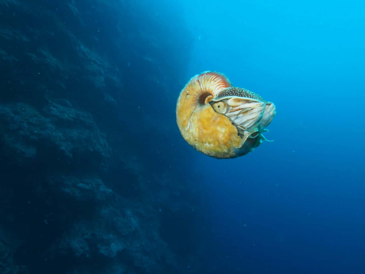 Majestic Submersible Nautilus Journeying Through The Deep Blue Sea Wallpaper