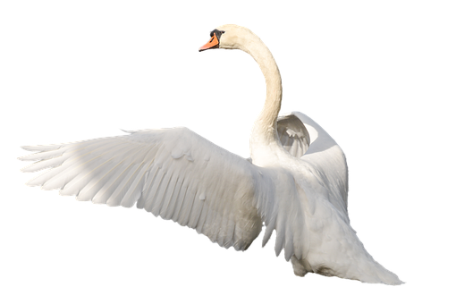 Majestic Swan In Flight.png PNG