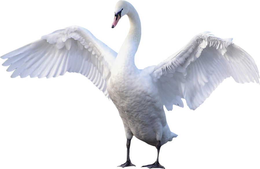 Majestic Swan Spreading Wings PNG