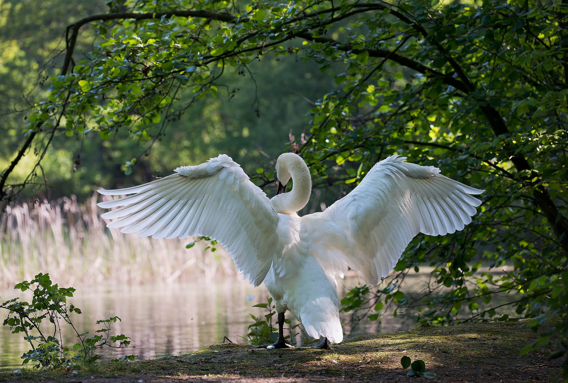 Majestic Swan Spreading Wings Wallpaper