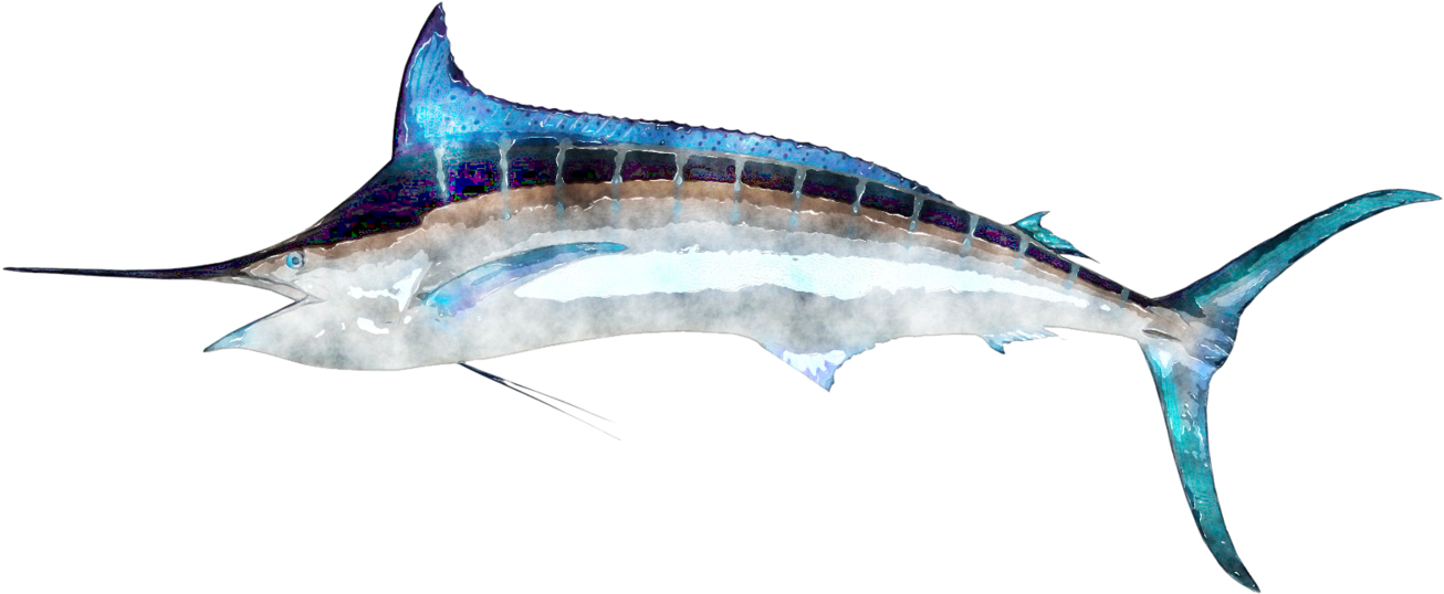 Majestic Swordfish Side View PNG