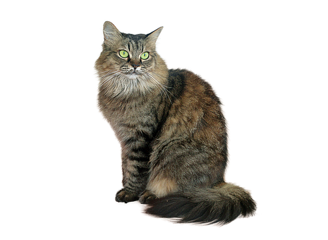 Majestic Tabby Cat Black Background PNG