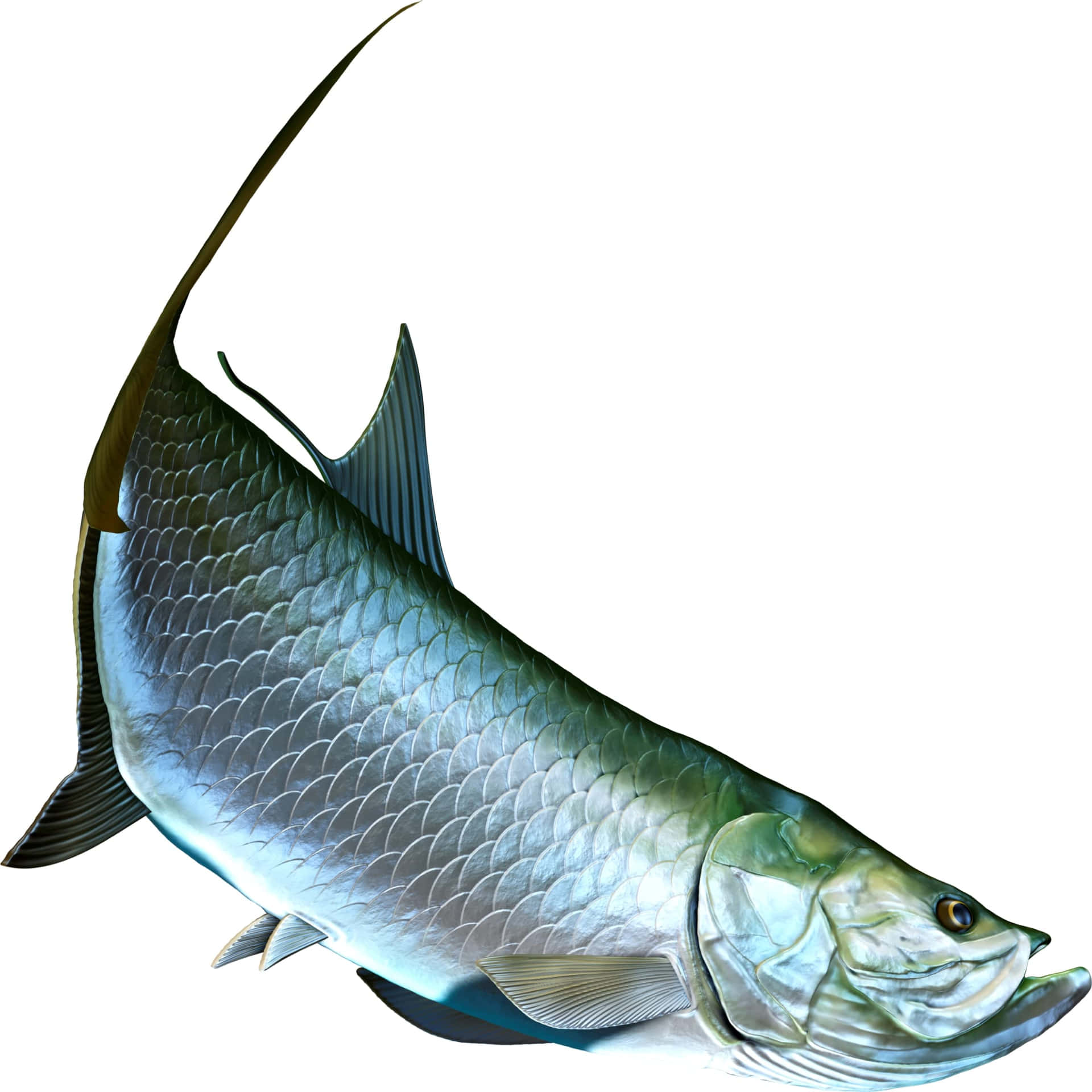 Majestic Tarpon Fish Illustration Wallpaper