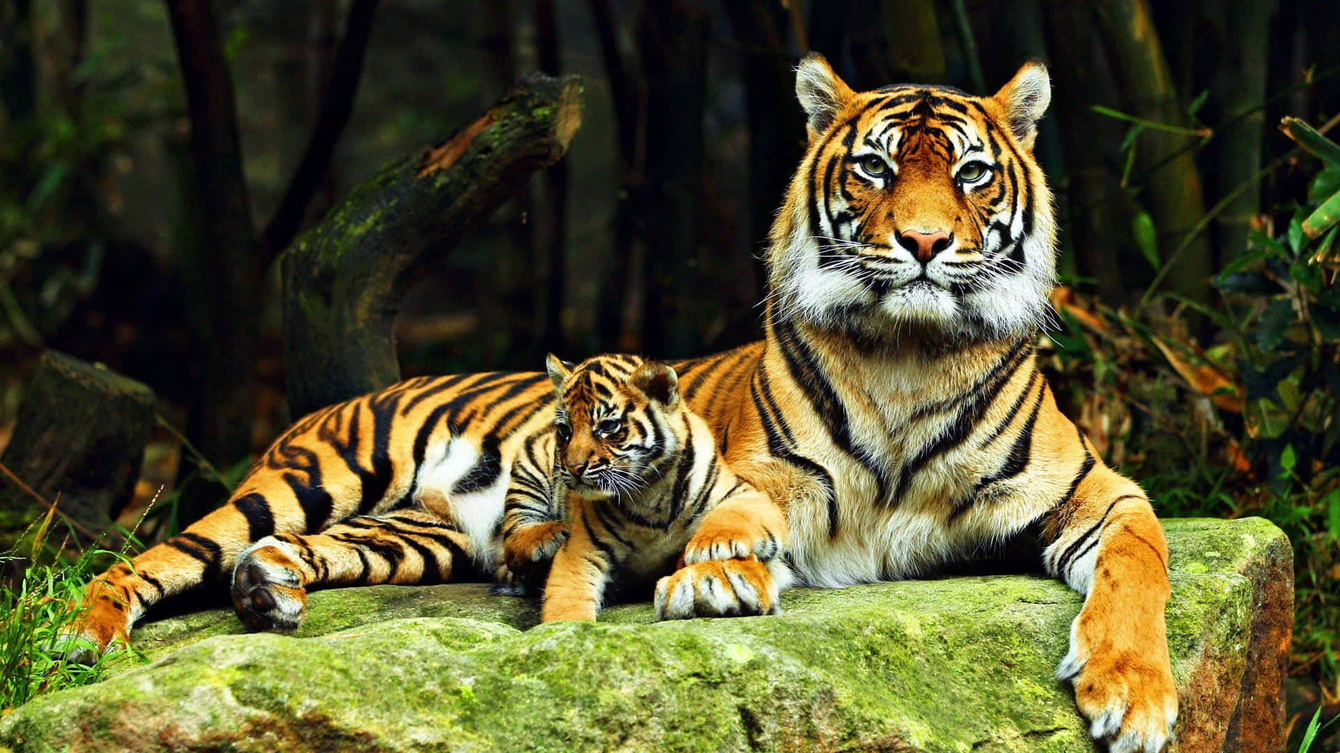 Majestic_ Tiger_and_ Cub_ Resting.jpg Wallpaper