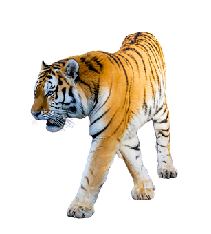 Majestic Tiger Black Background PNG