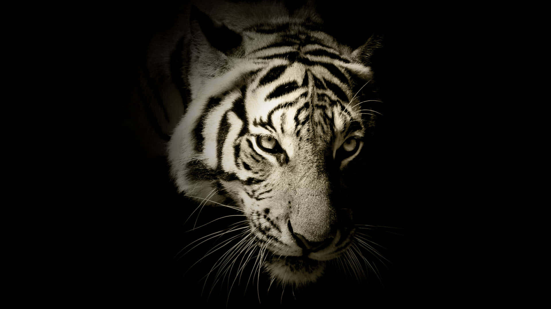 Majestic_ Tiger_ In_ Shadows.jpg Wallpaper