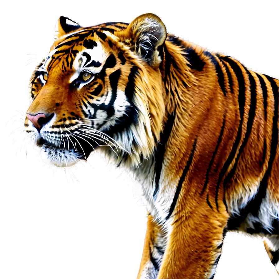 Download Majestic Tiger Png 24 | Wallpapers.com