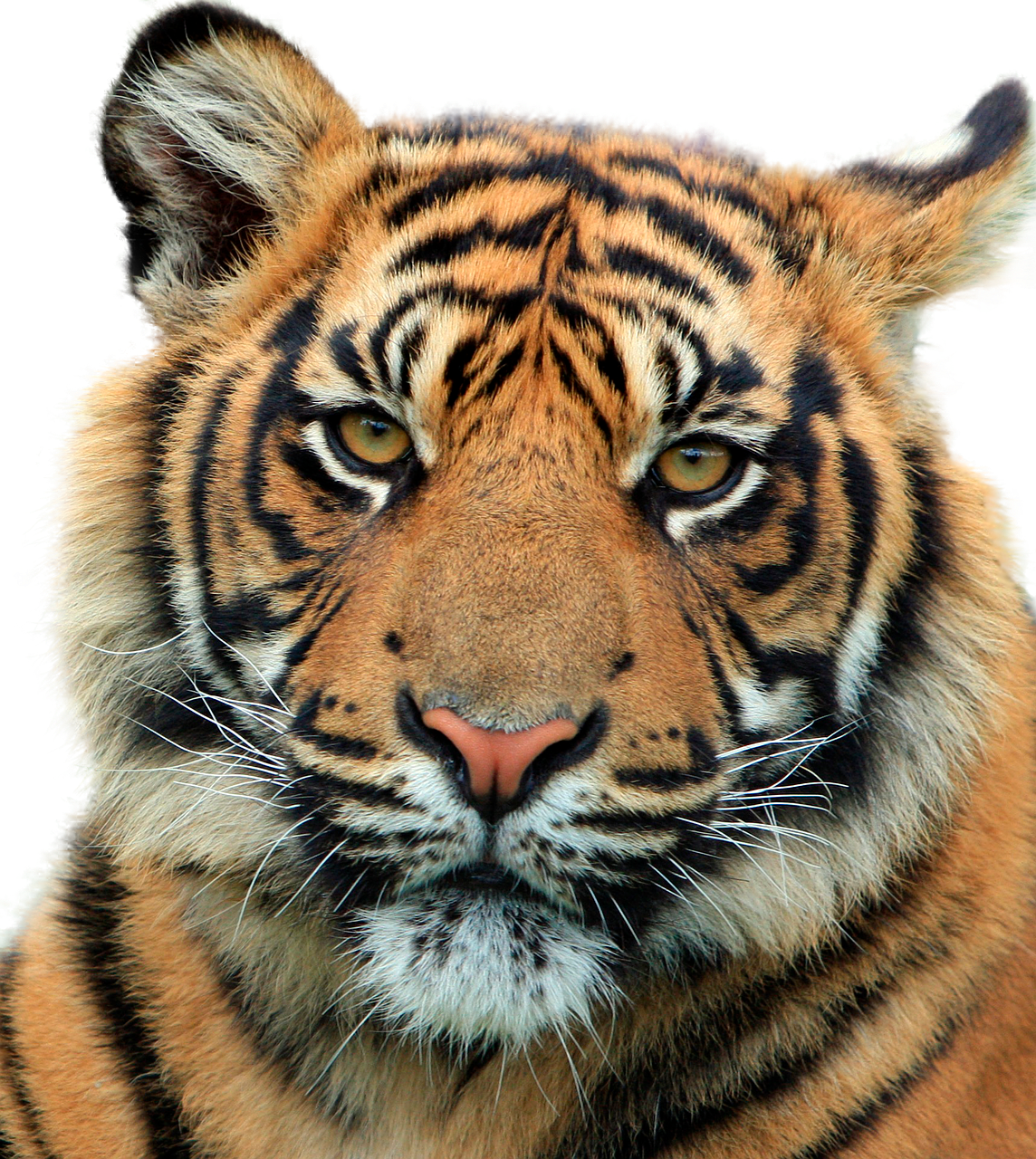 Majestic Tiger Portrait PNG