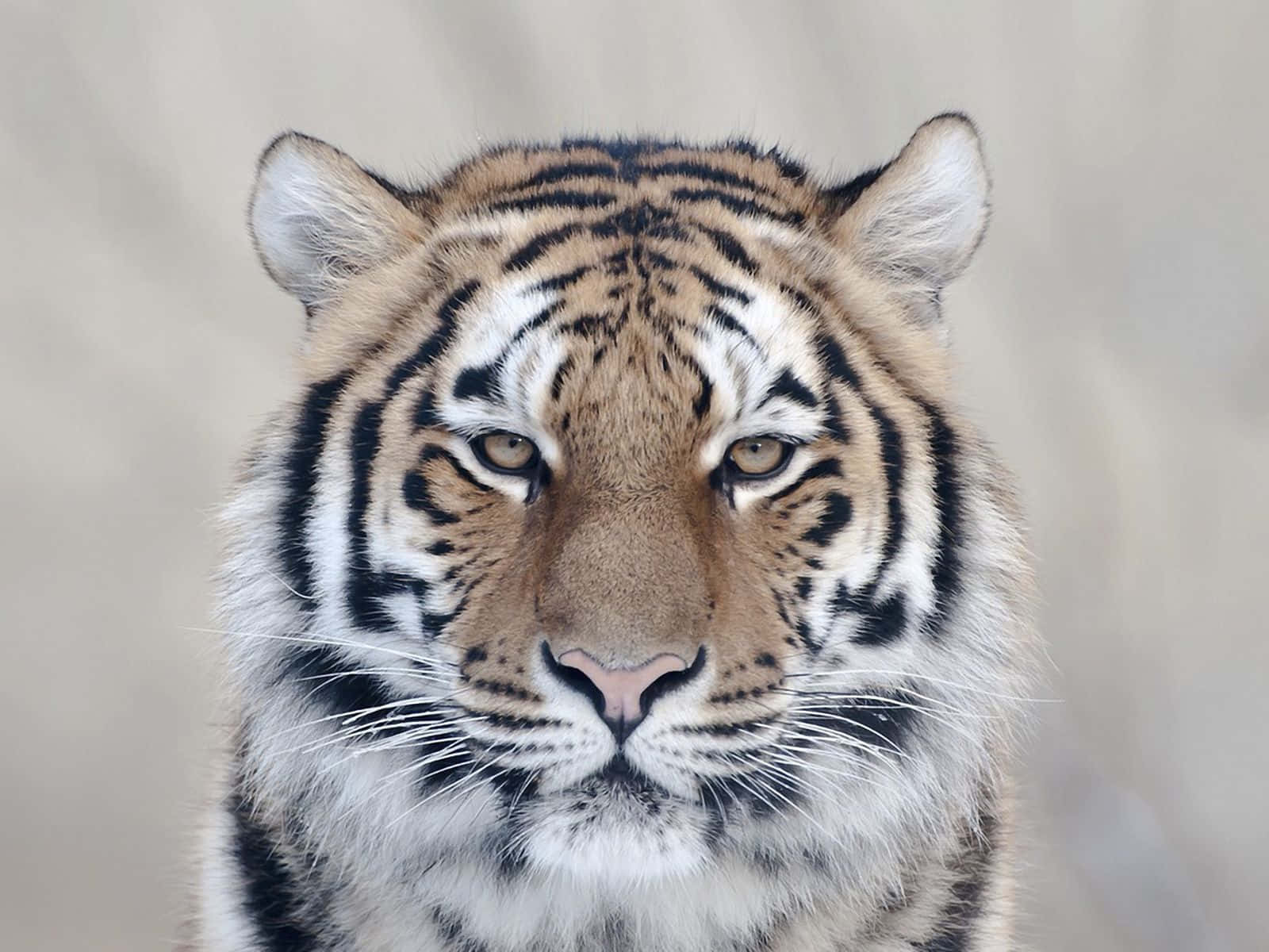 Majestic Tiger Portrait Wallpaper
