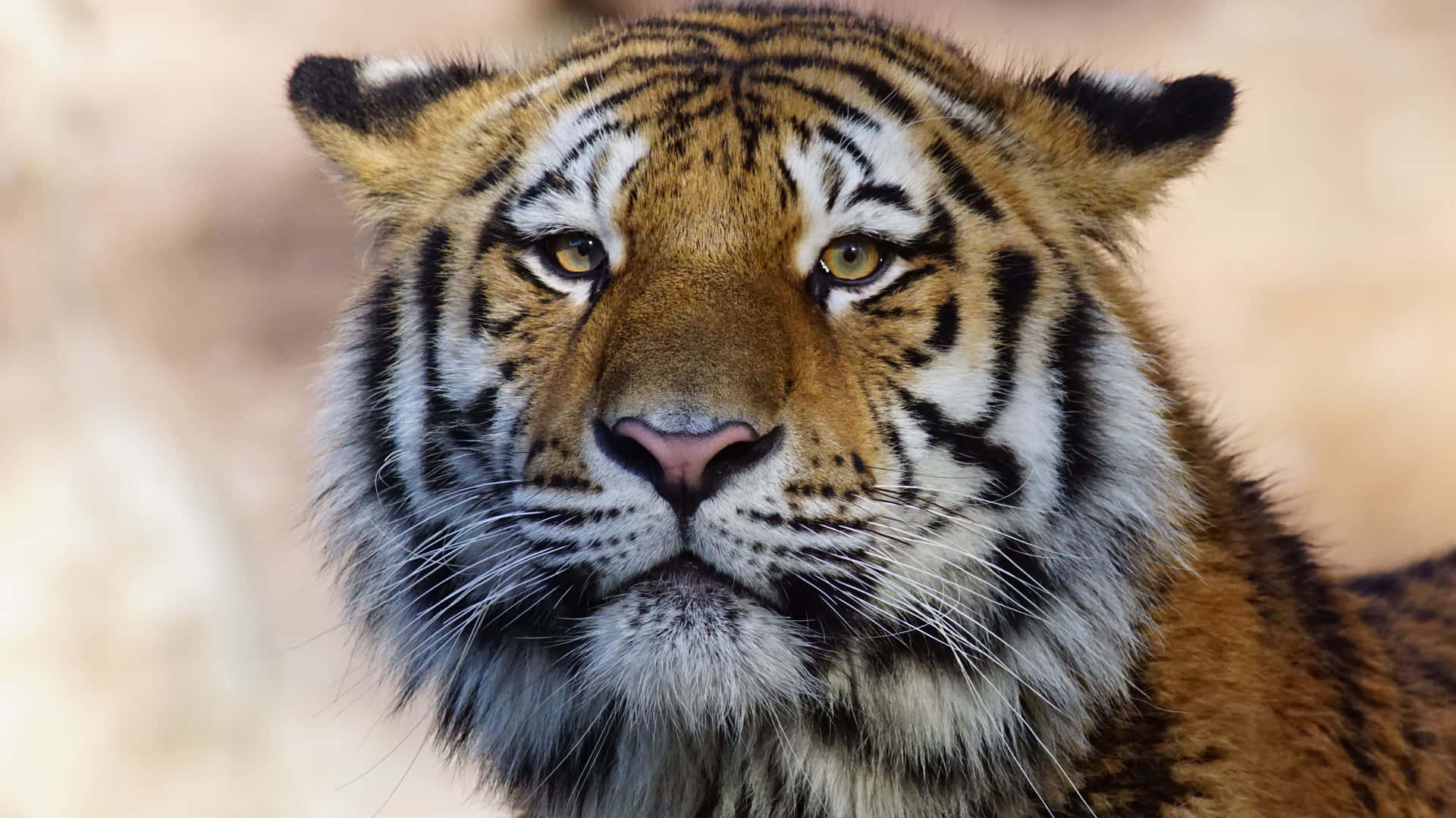 Majestic Tiger Portrait4 K Wallpaper