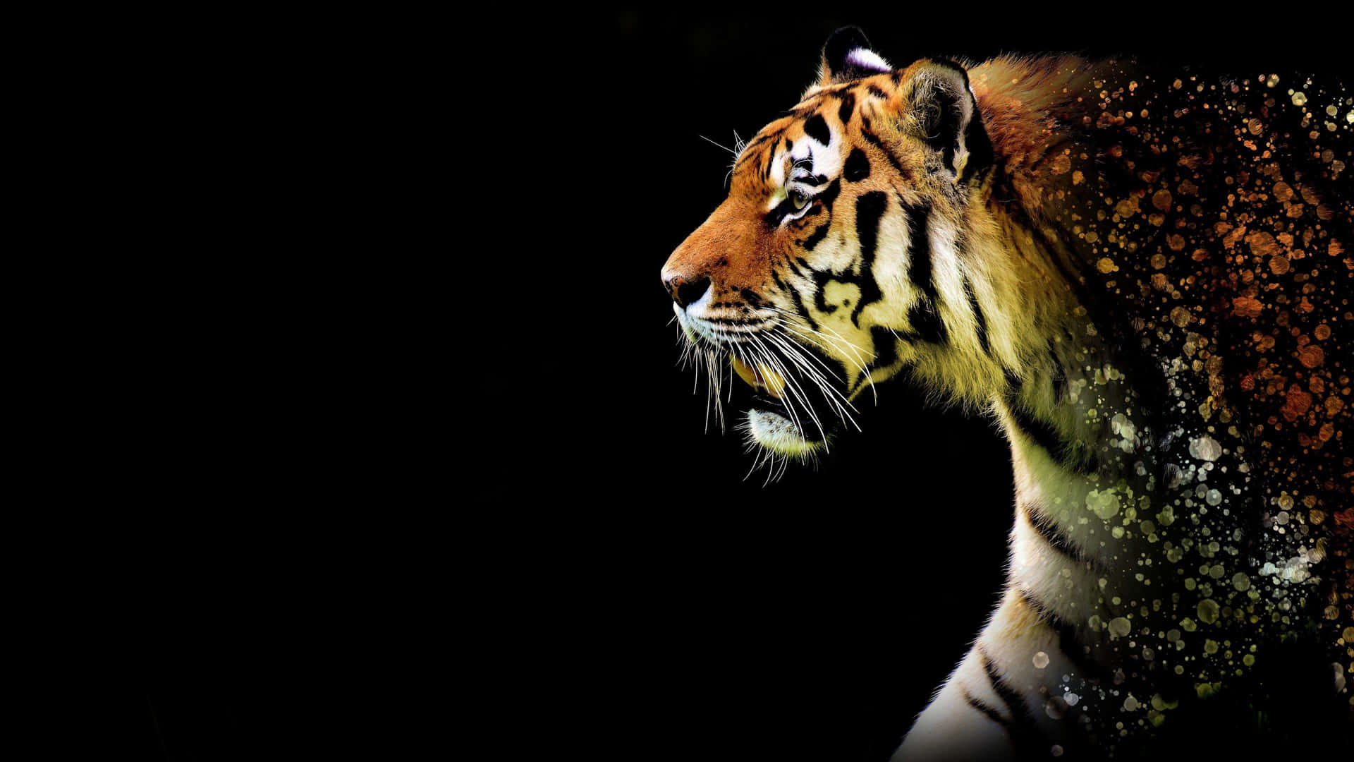 Majestic Tiger Profile Against Black Background.jpg Wallpaper