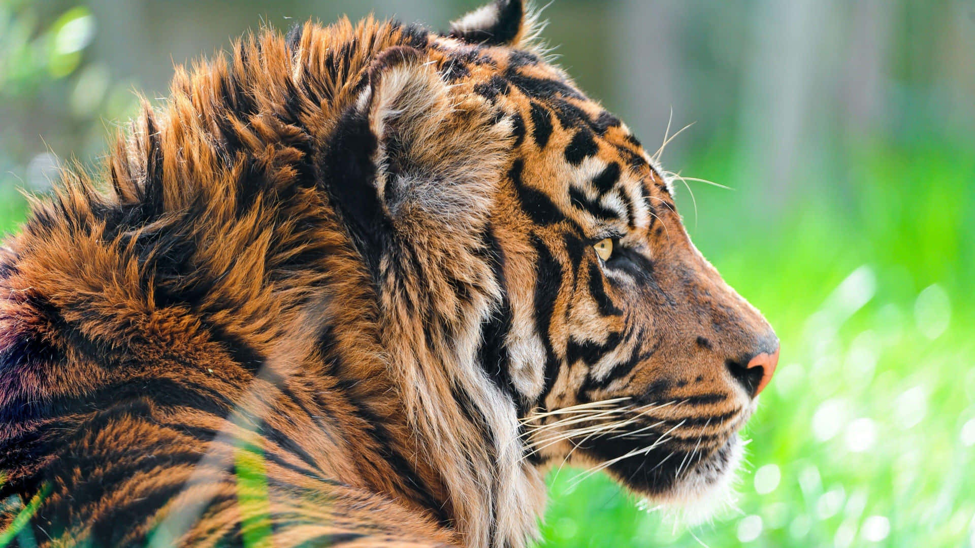 Majestic Tiger Profile4 K Wallpaper
