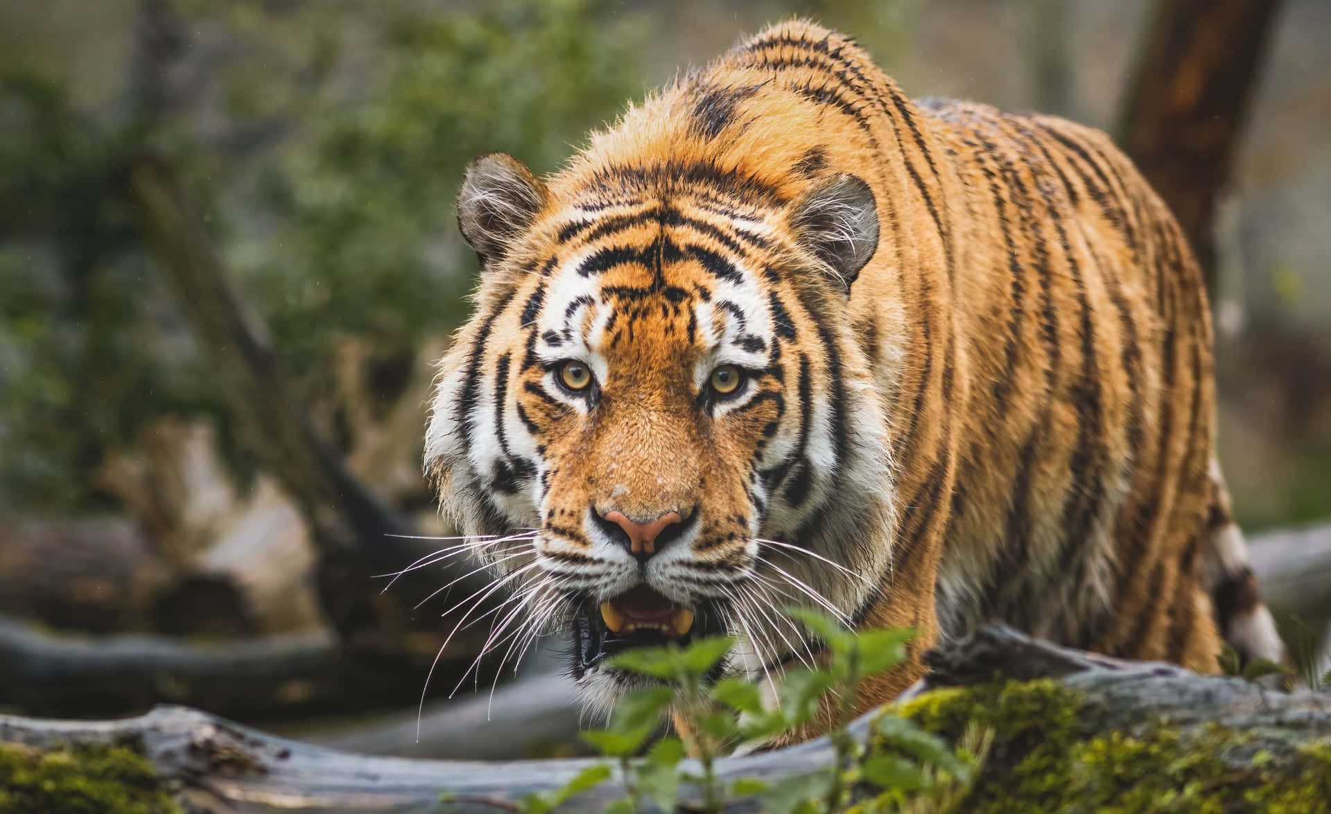 Majestic Tiger Prowlingin Nature.jpg Wallpaper