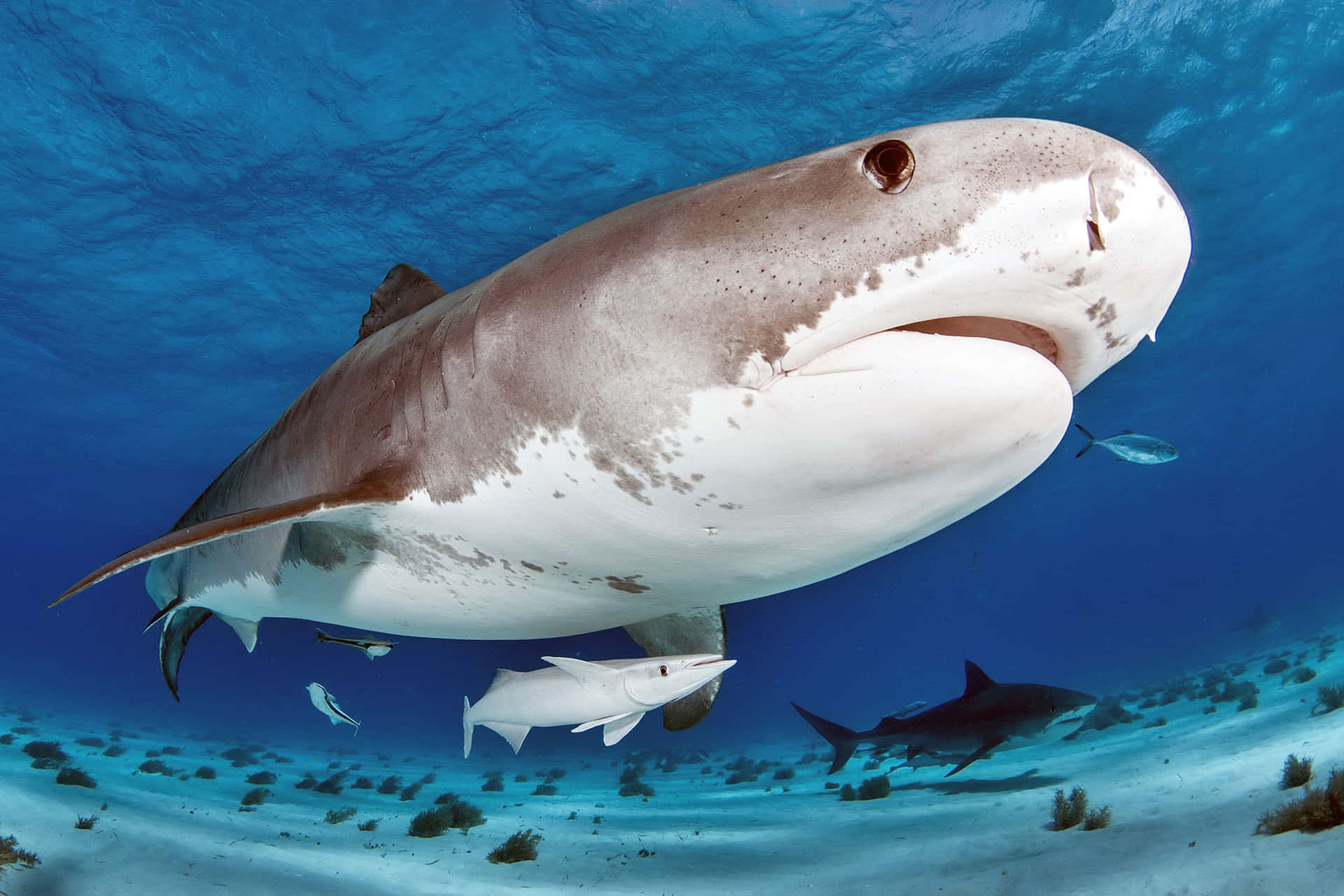 Majestic Tiger Shark Underwater Wallpaper