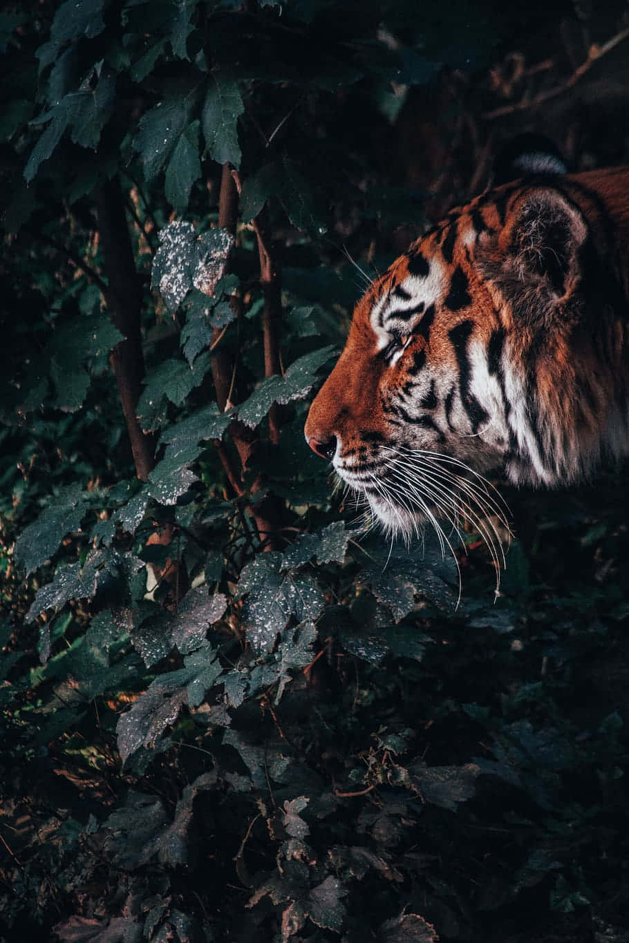 Majestic Tigerin Green Foliage.jpg Wallpaper