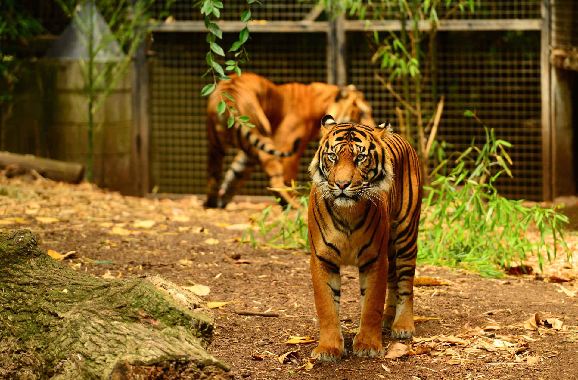 Majestic Tigers Melbourne Zoo Wallpaper