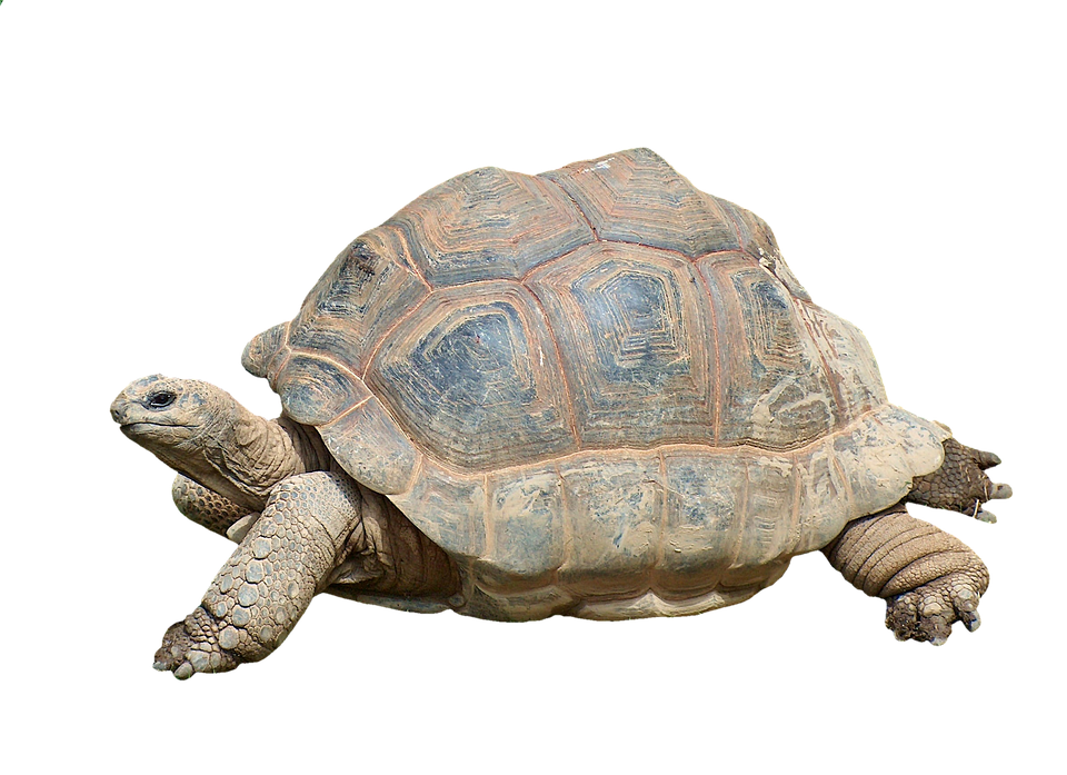 Majestic Tortoise Isolated Background PNG