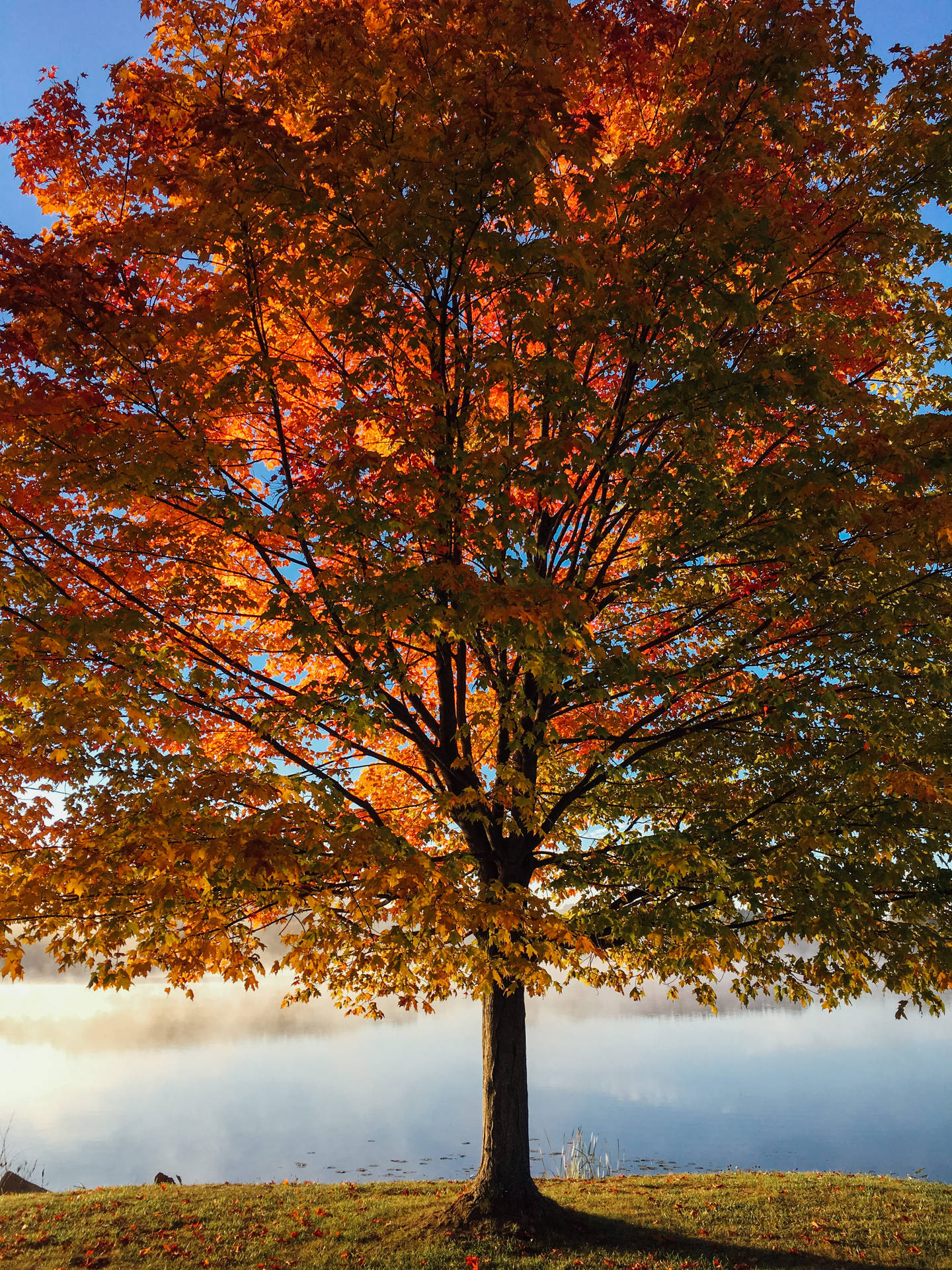 Caption: Serene iPhone Landscape Featuring Majestic Tree Wallpaper