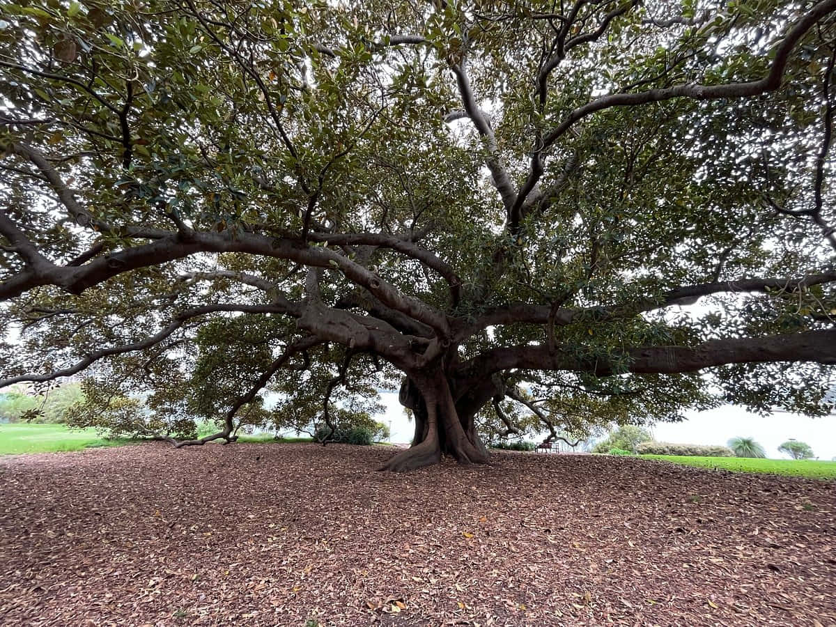 Majestueuze Boom Royal Botanic Garden Sydney Achtergrond