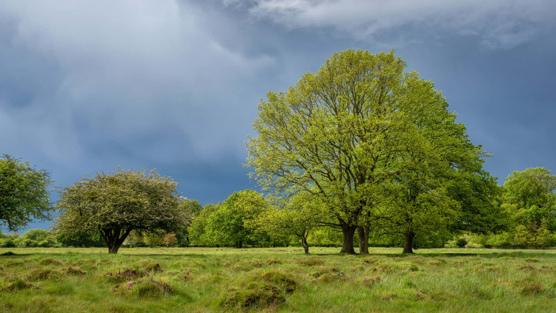 Majestueuze Boom Onder Stormachtige Luchten Achtergrond