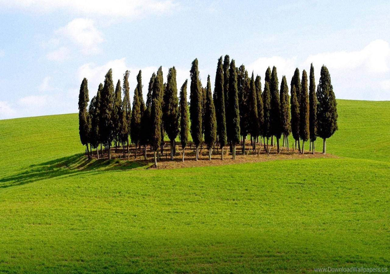 Majestic Trees In Tuscany Italy Wallpaper