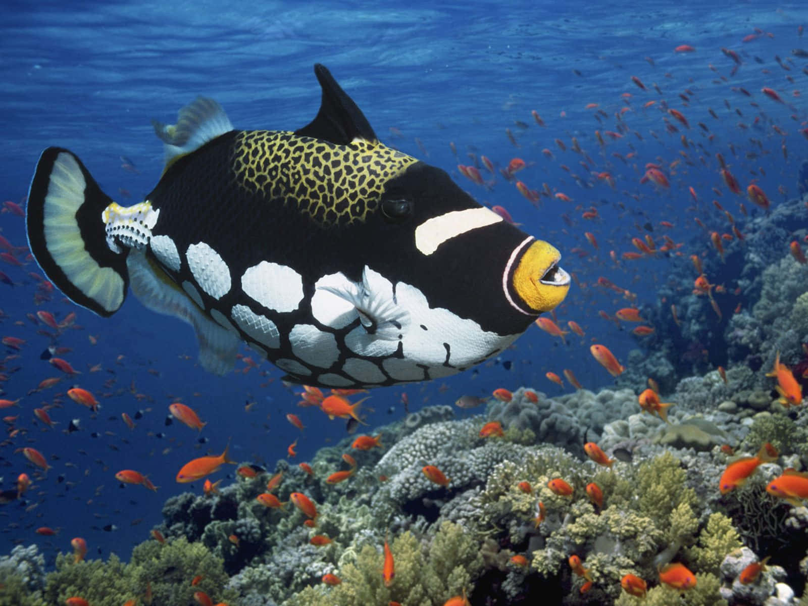 Majestic Triggerfish Exploring Vibrant Coral Reefs. Wallpaper