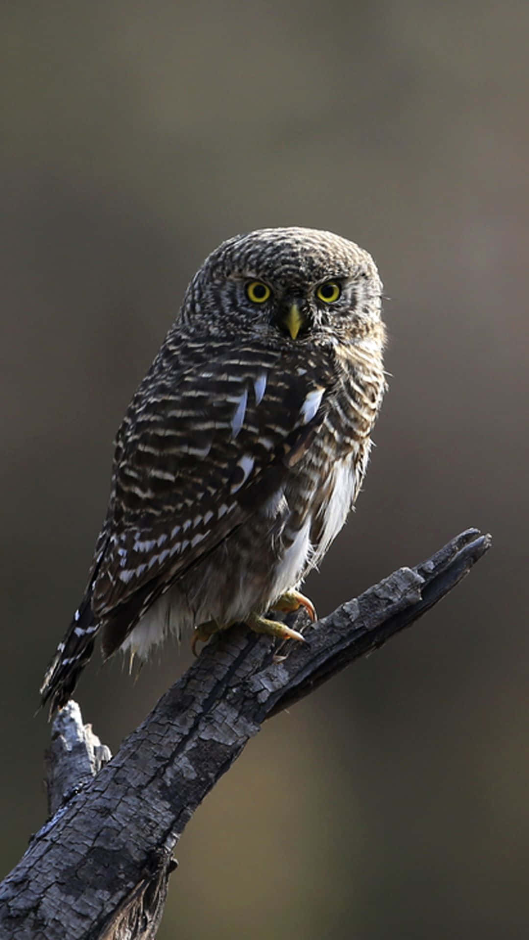 Majestic Twilight Owl