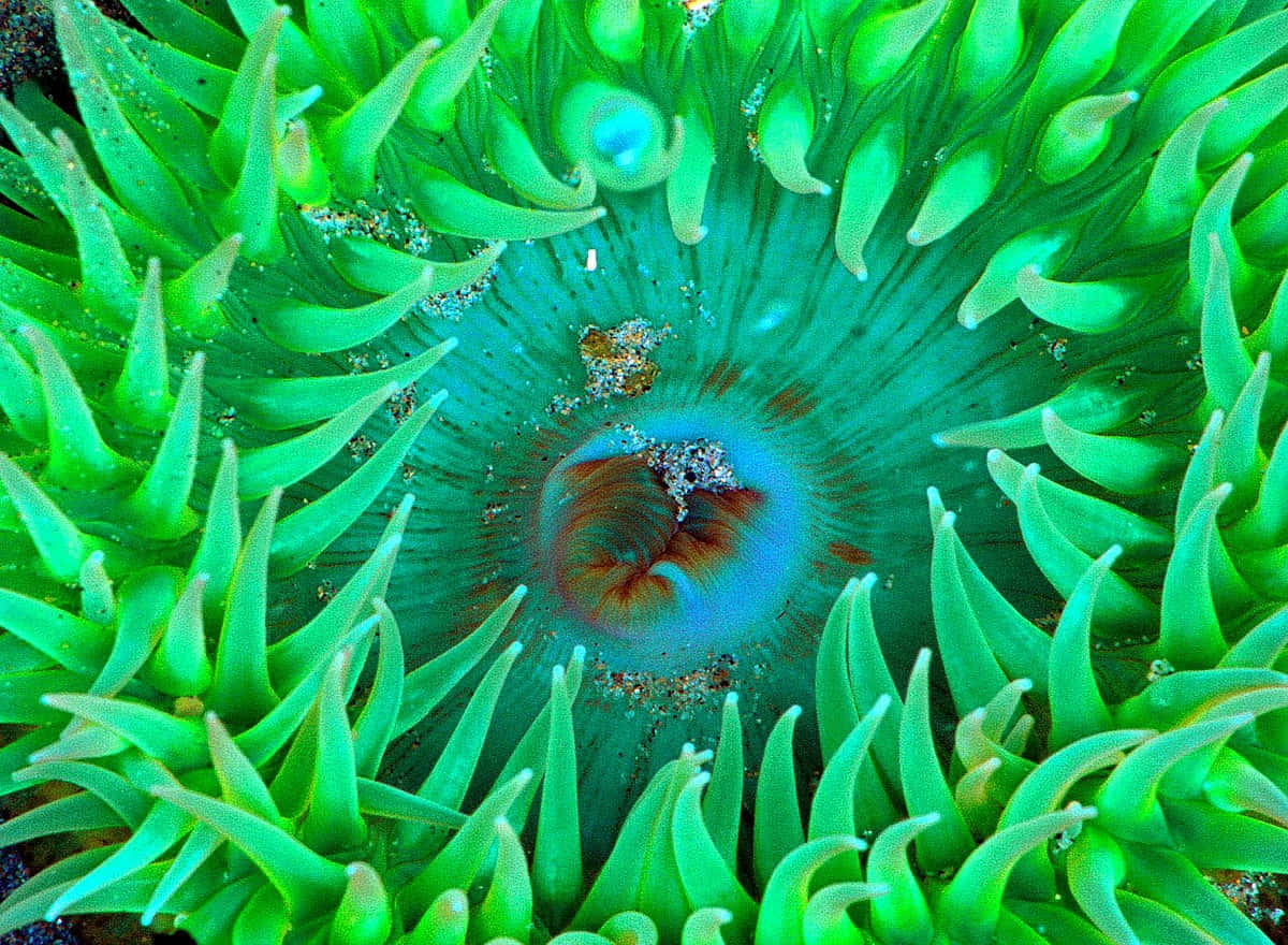 Majestic Underwater Beauty - Sea Anemone Wallpaper