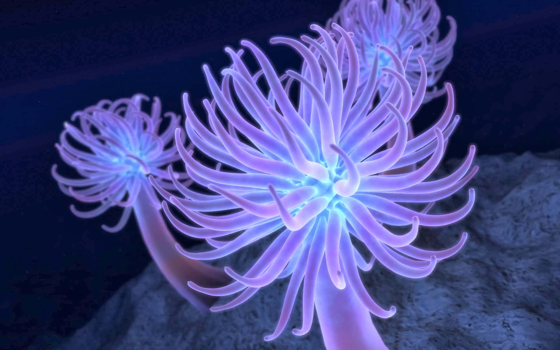 Majestic Underwater Beauty - The Vibrant Sea Anemone Wallpaper