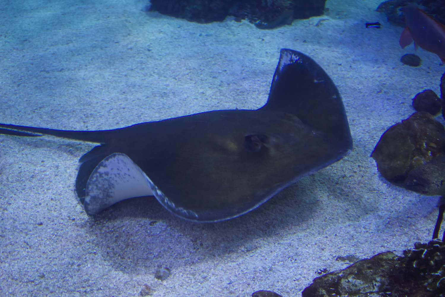 Majestic Underwater Creatures: Hovering Stingray Wallpaper