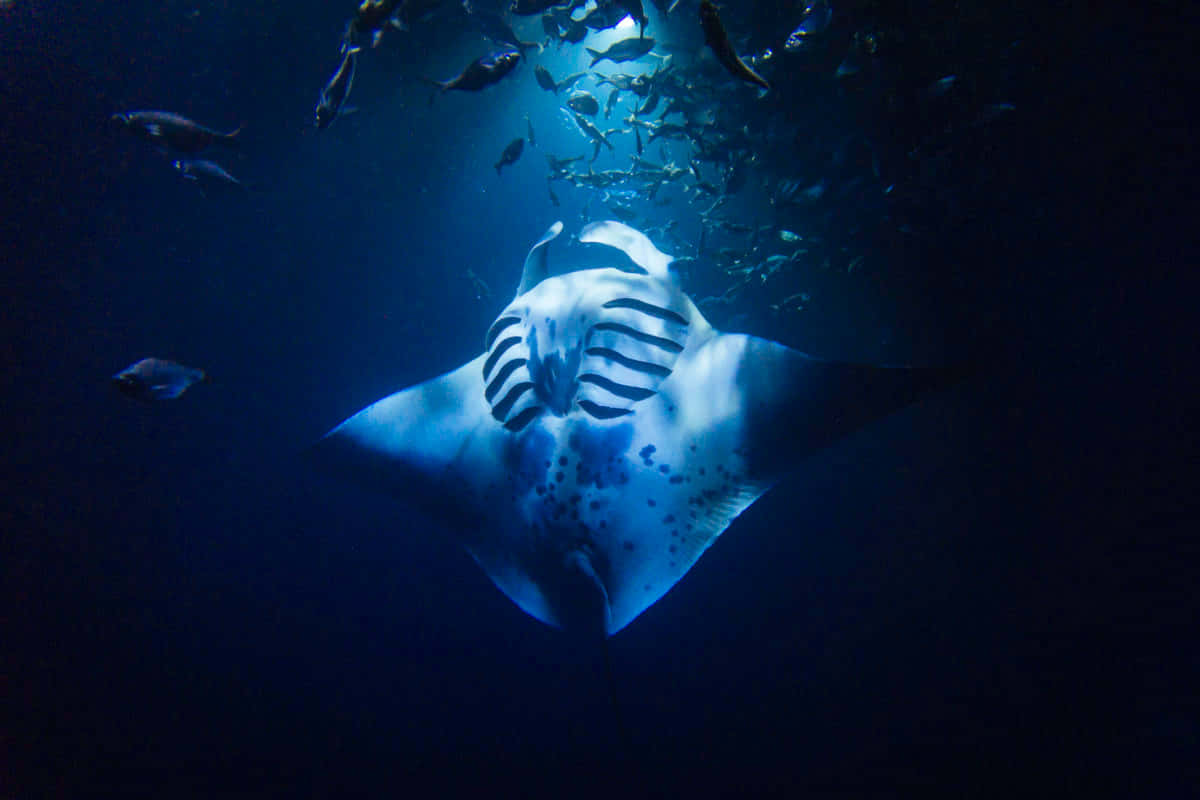 Majestic Underwater Giant - The Manta Ray Wallpaper