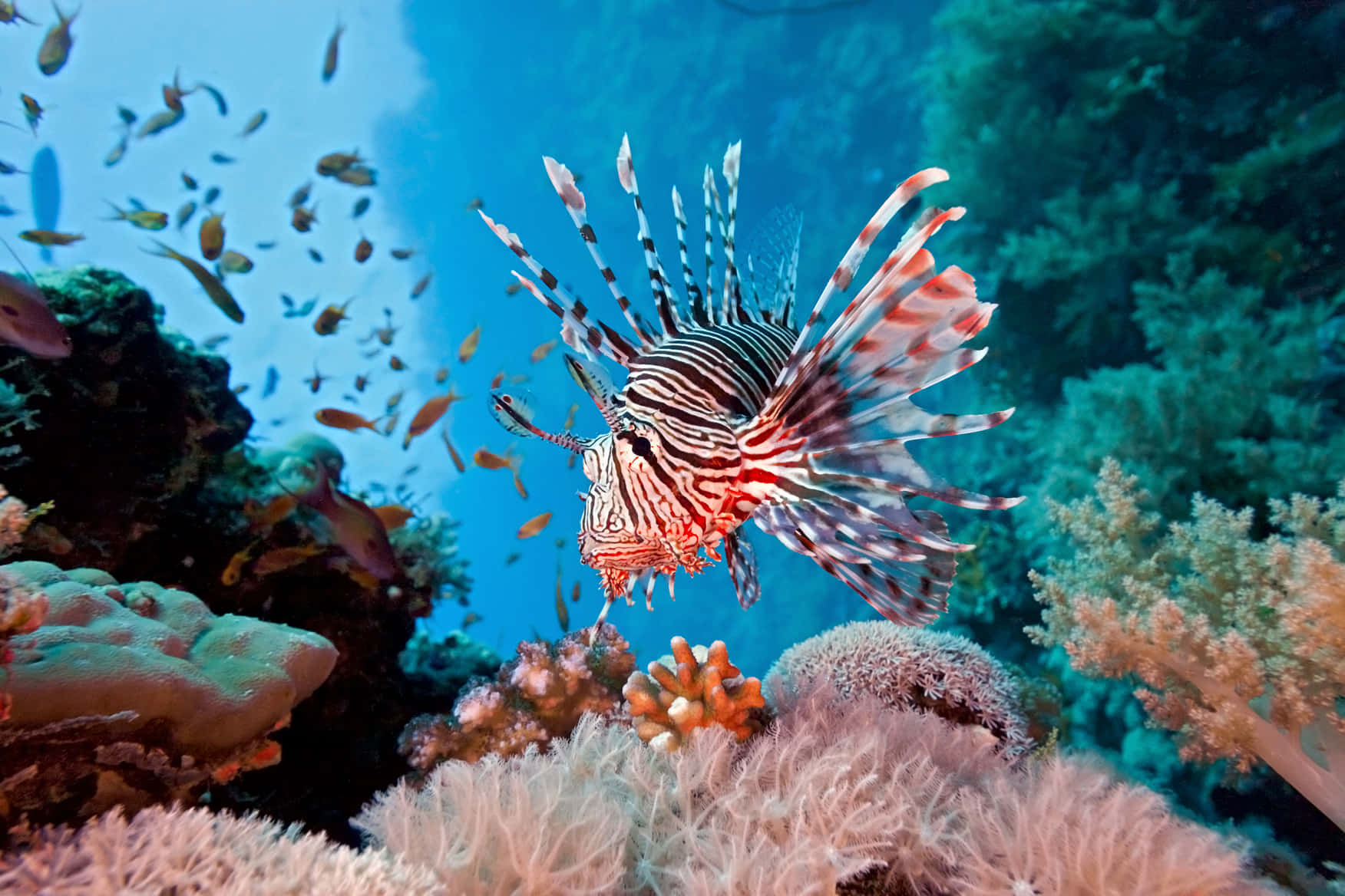 Majestic Underwater View Of A Colorful Lionfish Wallpaper