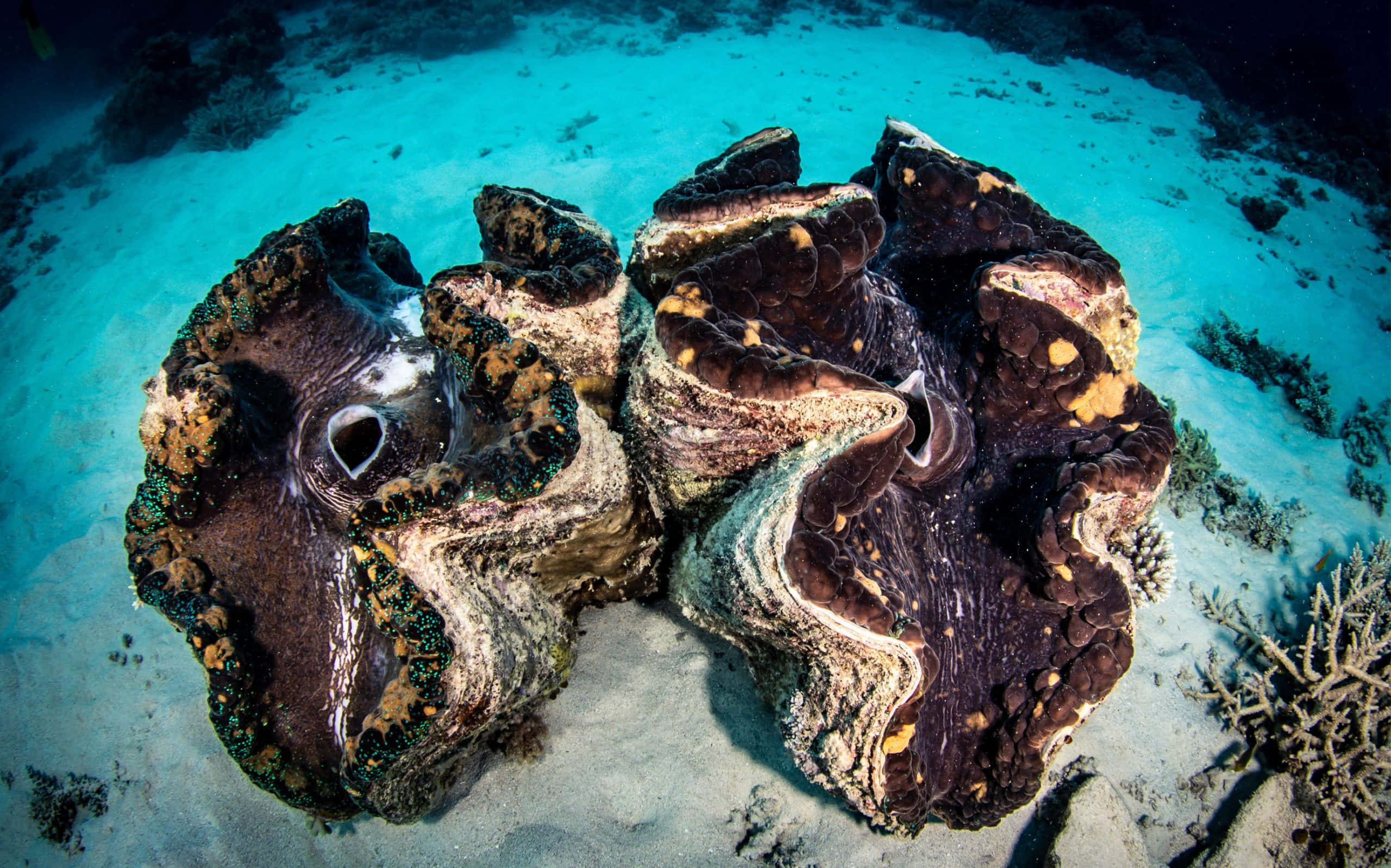 Majestic Underwater View Of A Giant Clam In Its Natural Habitat. Wallpaper