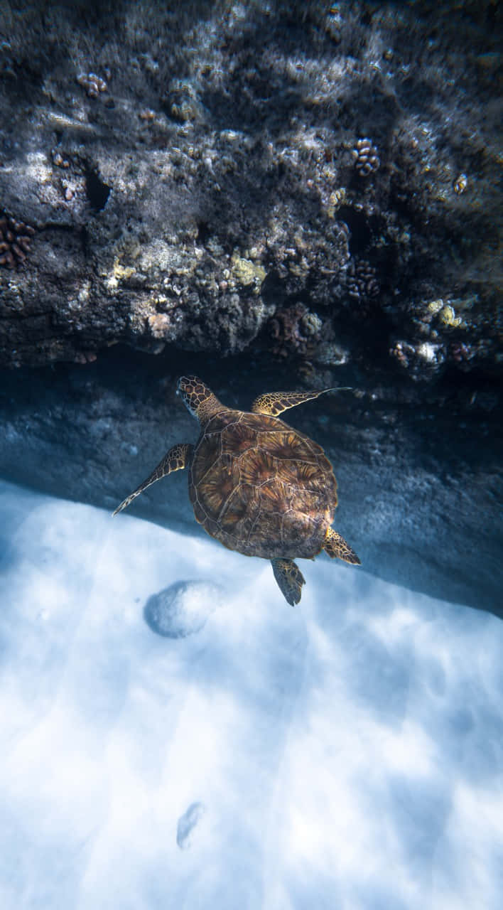 Majestic Underwater View Of Ocean Life Wallpaper