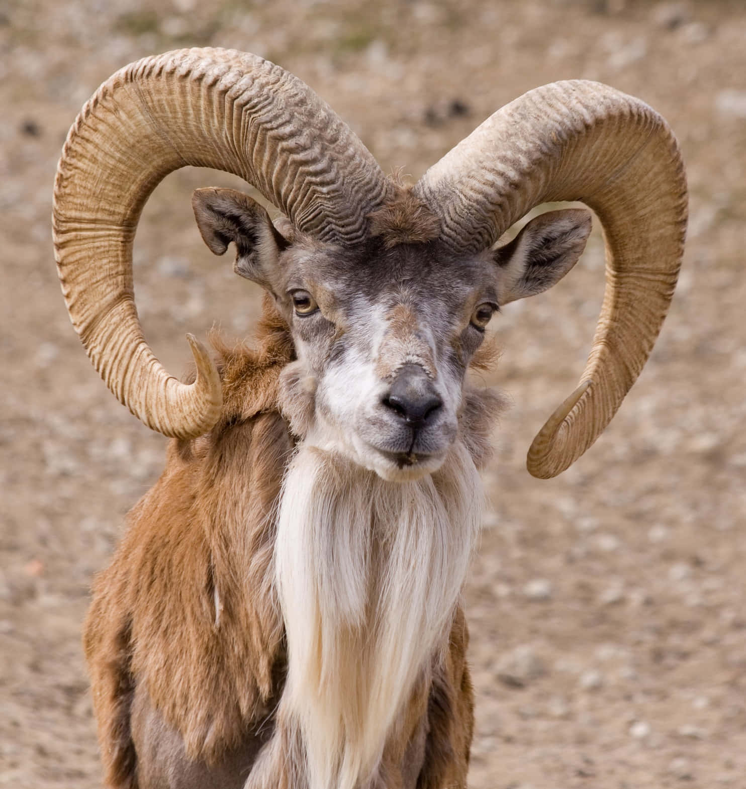 Majestic Urial Ramwith Curled Horns Wallpaper