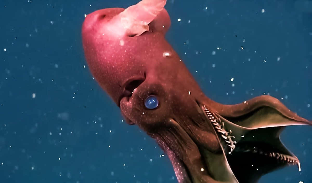 Majestic Vampire Squid Lurking In The Abyss Wallpaper